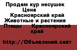 Продам кур несушек › Цена ­ 350 - Красноярский край Животные и растения » Птицы   . Красноярский край